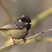 Coal Tit